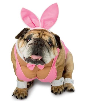 Funny Hunny Bunny Dog Costume